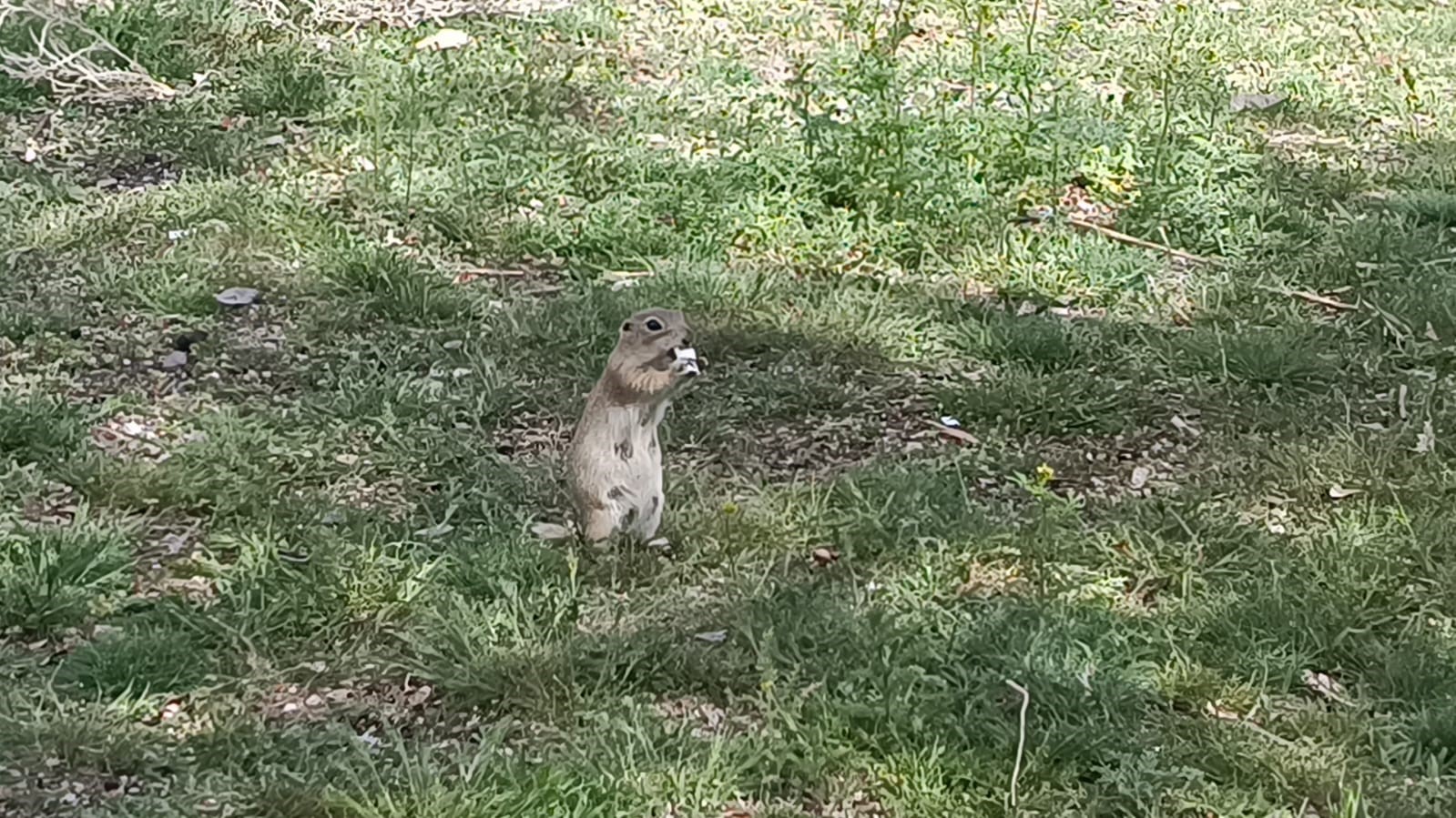 Havalar ısındı, gelengiler ortaya çıktı