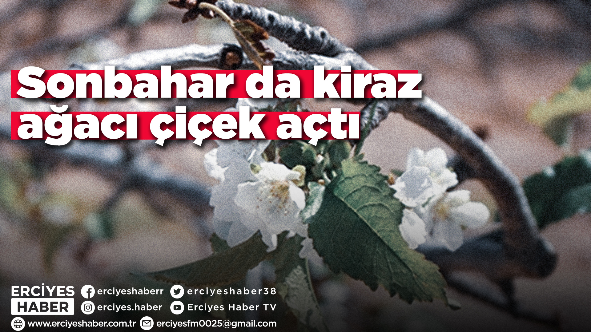 Sonbahar da kiraz ağacı çiçek açtı