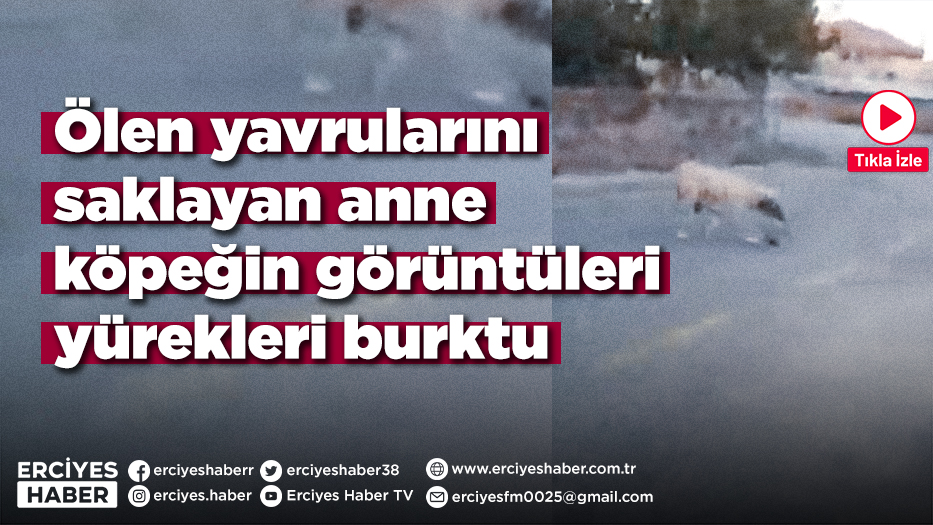 Ölen yavrularını saklayan anne köpeğin görüntüleri yürekleri burktu